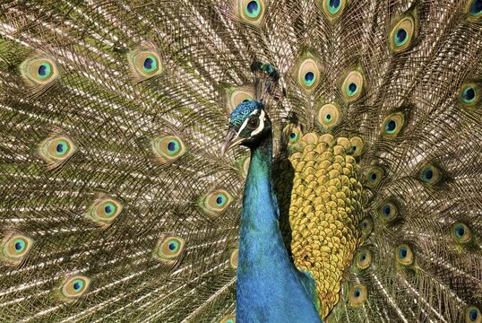 Peacock (Pavo), Strass im Zillertal, Tyrol, Austria, Europe