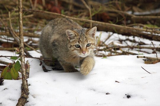 Wildcat (Felis silvestris) sneaking in the snow, Lahn-Dill-Kreis, Taunus, Hesse, Germany