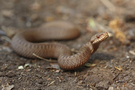Common european viper (Vipera berus), juvenile, North Rhine-Westphalia, Germany
