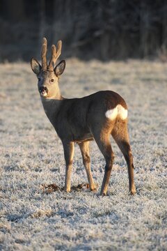Roe Deer (Capreolus capreolus) with velvet antlers, in the snow, Allgaeu, Bavaria, Germany, Europe