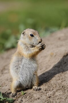 Black-tailed prairie dog (Cynomys ludovicianus), feeding juvenile, captive, occurrence in North America