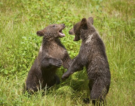 Brown Bears (Ursus arctos) cubs playing on a meadow, Bavarian Forest National Park game reserve, Neusch&ouml;nau, Lower Bavaria, Bavaria, Germany