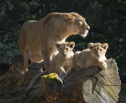 Asiatic Lion (Panthera leo persica), female, mother and her two cubs on a tree trunk, occurring in India, captive