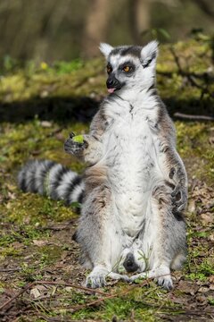 Ring-tailed lemur (Lemur catta), sunbathing, France