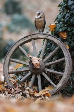 Common barn owl (Tyto alba), on an old wagon wheel, Czech Republic
