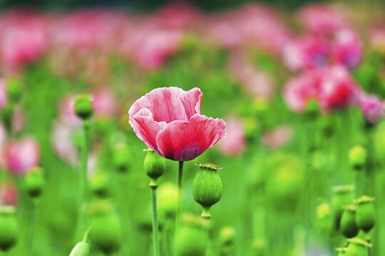 Opium poppy (Papaver somniferum), flower and seed capsules, Germerode, Mei&szlig;ner, Geo-Naturpark Frau-Holle-Land, Hesse, Germany