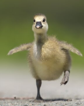 Gosling of a Greylag goose ( anser anser) running, chick, cute, Hannover, Lower Saxony, Germany