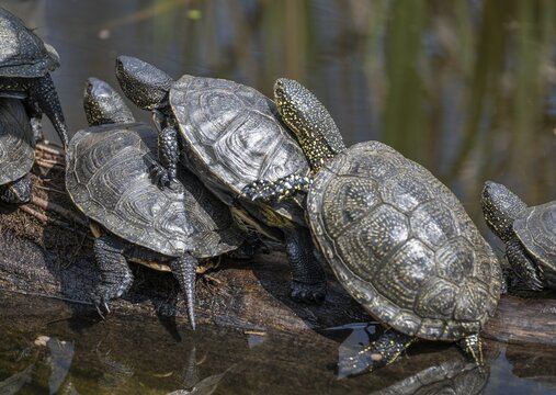 European pond turtles (Emys orbicularis), on a tree trunk, Germany