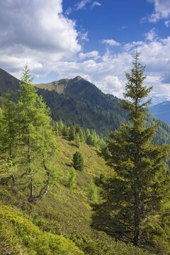 Mountain landscape in spring with European larches and spruces, behind it the Hamberg, behind it the Zillertal Alps, Bachler-Alm, Hart im Zillertal, Tyrol, Austria