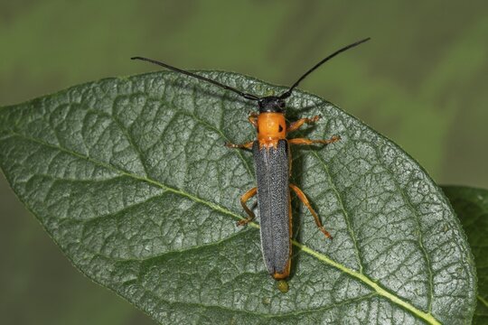 Macro photograph of a red-necked willow buck (Oberea oculata) with orange head and black body, sitting on a leaf, Baden-W&uuml;+rttemberg, Germany