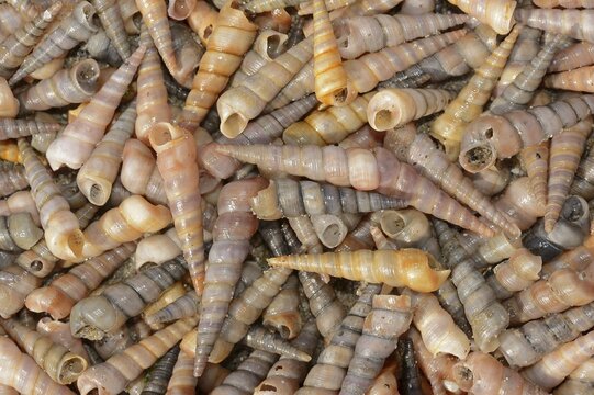 Common tower snail (Turritella communis) empty shells on the beach, Camargue, Provence, southern France