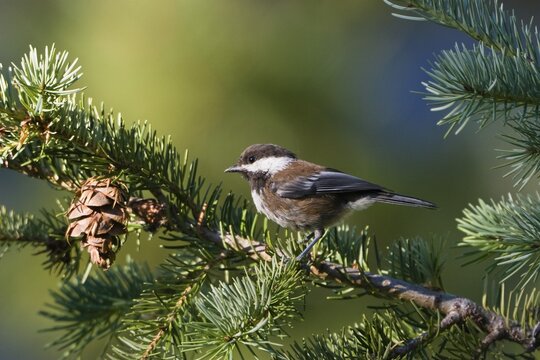 Chestnut-backed Chickadee (Parus rufescens), Mount Rainier National Park, Washington, USA