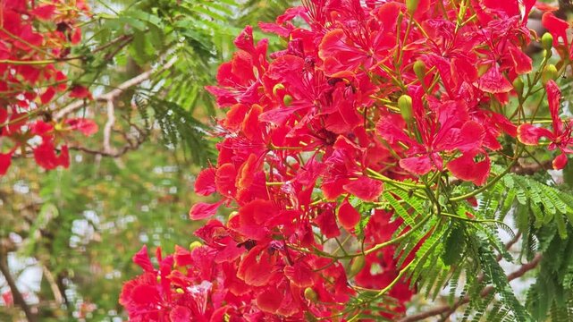 Red flamboyant flame tree flowers blooming in summer.