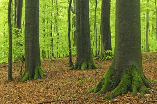 Giant old beech trees in spring, fresh green, natural beech forest, forest reserve Kleinengelein, Steigerwald, Lower Franconia, Bavaria, Germany