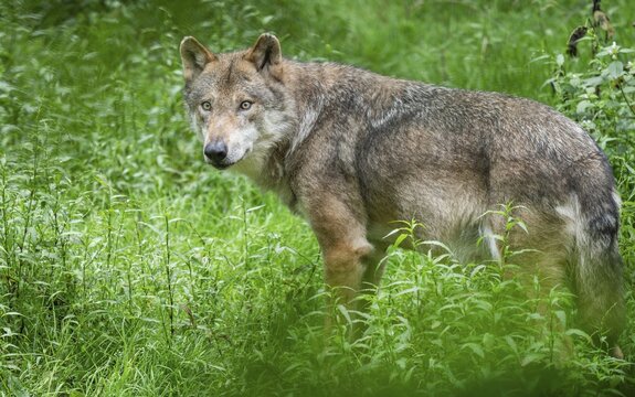 Gray wolf (Canis lupus) looking attentively, captive, Germany