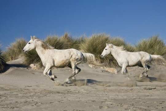 Camargue horses gallopping over dunes, Camargue, Southern France, Europe