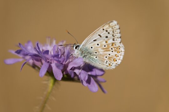 Adonis Blue (Polyommatus bellargus, Lysandra bellargus) feeding on nectar, Thuringia, Germany