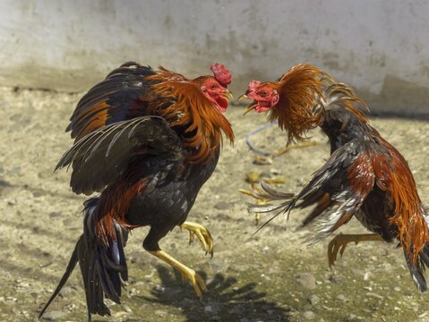 Cockfight, Rantepao, Tana Toraja, Sulawesi, Indonesia
