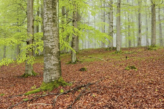 Beech forest with mist in early spring, first fresh green foliage, Kellerwald-Edersee National Park, UNESCO World Natural Heritage Site Primeval Beech Forests and Ancient Beech Forests of the Carpathians and other regions of Europe, Hesse, Germany