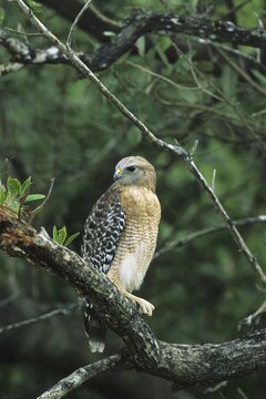 Red-shouldered Hawk, (Buteo lineatus), Florida, USA