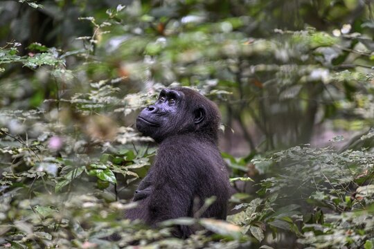Western lowland gorilla (Gorilla gorilla gorilla), female, Loango National Park, Parc National de Loango, Ogoou&eacute;-Maritime Province, Gabon