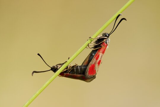 Slender Scotch Burnet (Zygaena loti), mating, Thuringia, Germany