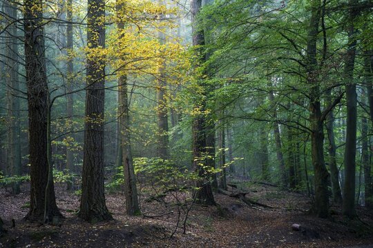 Forest, foggy weather, small beech tree with yellow autumn leaves. Hollmuth, Neckargem&uuml;nd, Kleiner Odenwald, Baden-W&uuml;rttemberg, Germany
