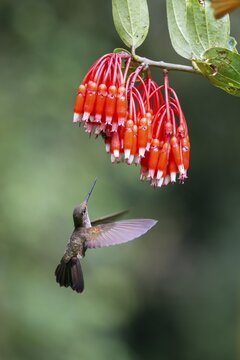 Bronzy Inca (Coeligena coeligena) on red blossom, flying, rainforest, cloud forest, northern Ecuador, Ecuador