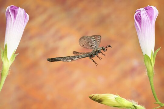 Euroleon nostras (Euroleon nostras) in flight at a (Ipomoea), Germany