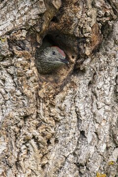 European green woodpecker (Picus viridis), almost fledgling bird looking out of the nesting cave in a walnut tree, Kukmirn, Burgenland, Austria