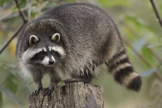 Raccoon (Procyon lotor), Hesse, Germany