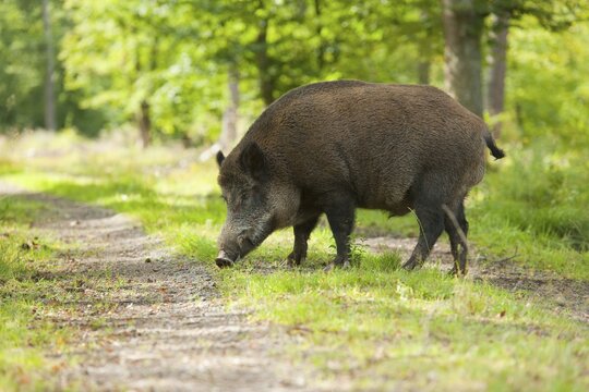 Wild Boar (Sus scrofa), boar in summer coat, fattened in summer, crossing a forest path, captive, Bavaria, Germany