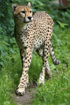 Sudan cheetah (Acinonyx jubatus soemmeringii), captive, walking, Germany