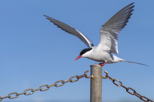 Arctic tern (Sterna paradisaea) landing on fence, Eider barrage, T&ouml;nning, Schleswig-Holstein, Germany