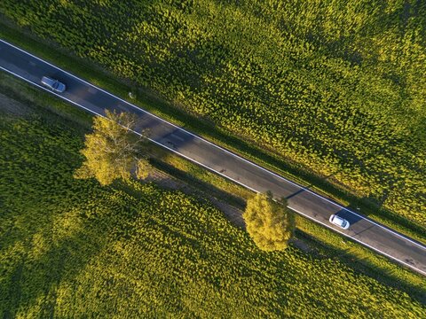 Aerial view, drone photo: Two cars driving between two birch trees with autumn leaves on a country road between sunflower fields between Rabenstein and Wiesenburg, Fl&auml;ming, Brandenburg, Germany