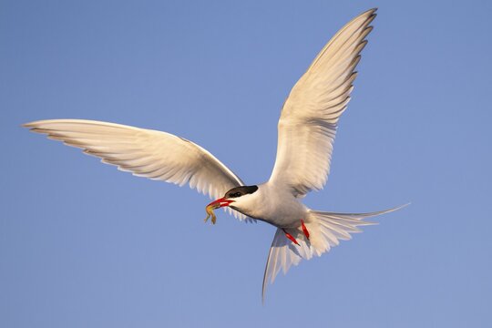 Arctic tern (Sterna paradisaea) in flight, with prey, , T&ouml;nning, Schleswig-Holstein, Germany