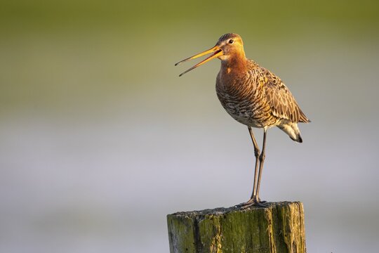 Calling black-tailed godwit (limosa limosa) on perch, D&uuml;mmer, Ochsenmoor, Lembruch, Lower Saxony, Germany