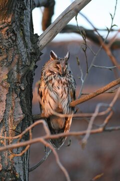Long-eared Owl (Asio otus), Burgenland, Austria, Europe
