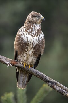 Steppe buzzard (Buteo buteo) sitting on a branch, Tyrol, Austria