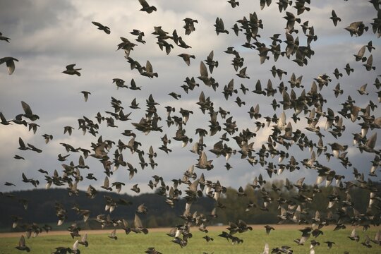 European Starlings (Sturnus vulgaris) landing in a field during autumn