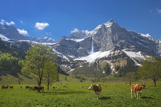 Cows grazing on an alpine meadow in early summer, the first day on the alp, Eng-Alm, Karwendel Mountains, Tyrol, Austria