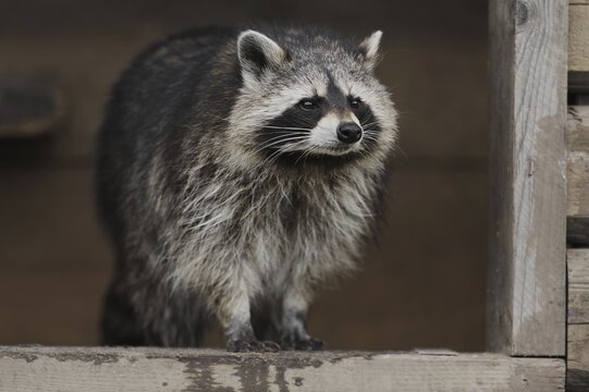 Raccoon (Procyon lotor) standing in the window of a shed, Hesse, Germany