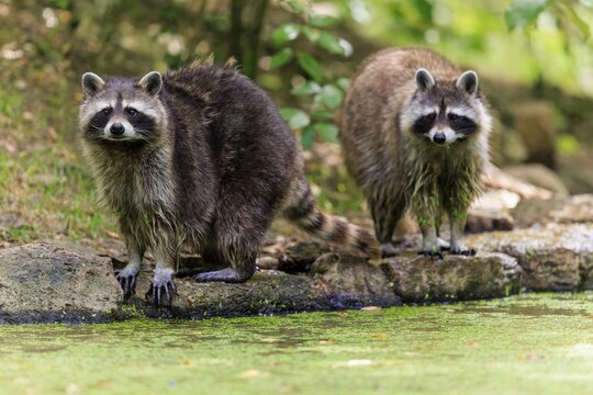 Two raccoons standing together on the bank of a green, algae-covered body of water, raccoon (Procyon lotor), Germany