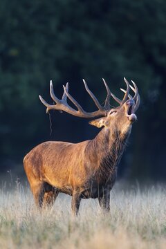 Red Deer (Cervus elaphus), roaring stag, rut, Klampenborg, Copenhagen, Denmark