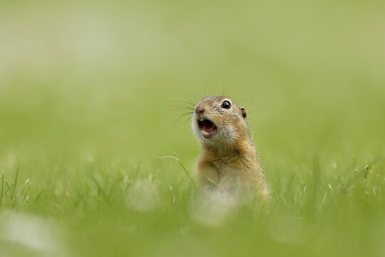 Gopher (Spermophilus citellus) in a flower meadow, wildlife, Burgenland, Austria