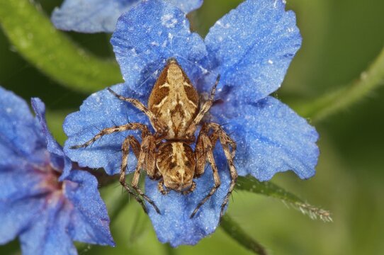 Crab spider (Xysticus q.) lying in wait on Purple Gromwell (Buglossoides purpurocaerulea) flower, Baden-W&uuml;rttemberg, Germany