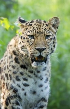 Far Eastern or Amur leopard (Panthera pardus orientalis), portrait, captive, Germany