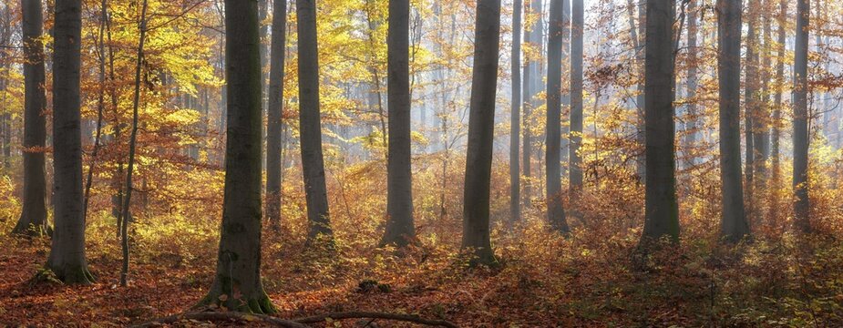 Panorama, sunny beech forest in autumn, sun shining through morning fog, Finne mountain range, Burgenlandkreis, Saxony-Anhalt, Germany