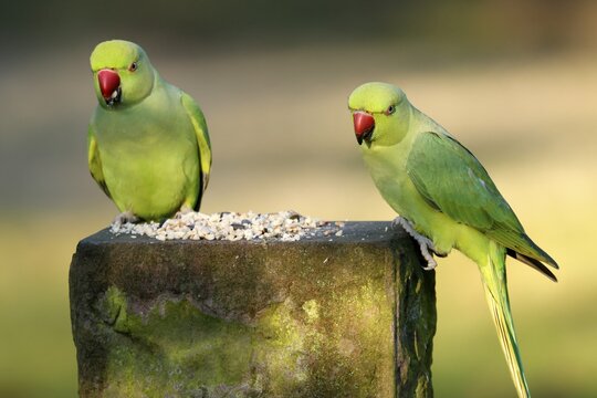 Two collared parakeets (Psittacula krameri) sitting at a feeding station, wildlife, Germany