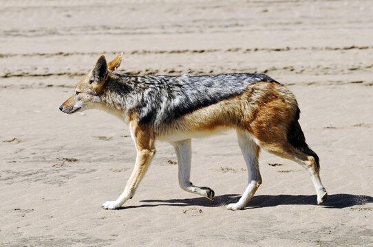 Black-backed jackal (Canis mesomelas) near Sandwich Harbour, Namib Naukluft National Park, part of the Namibian Skeleton Coast National Park, Skeleton Coast, Namib Desert, Namibia, Africa